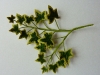 Ivy
