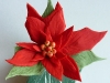 Poinsettia